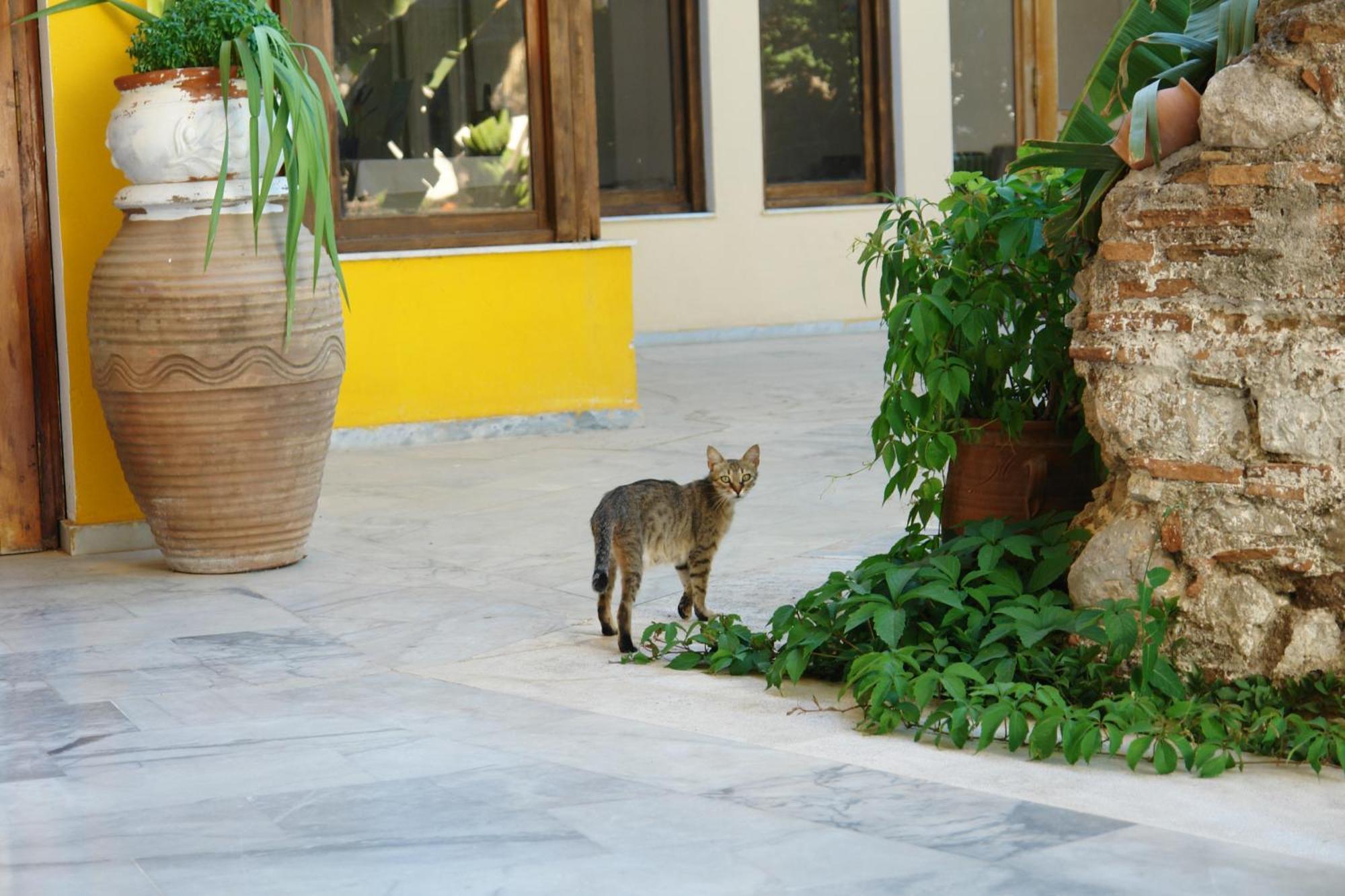 Verdelis Inn Epidaurus Zewnętrze zdjęcie